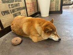 -啡语