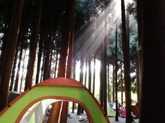 -武陵山森林公园