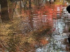 -十八棵（老龙井）御茶园(老龙井店)