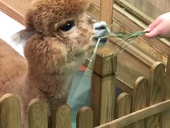-藦茜花园宠物主题亲子互动体验馆(国顺东路店)