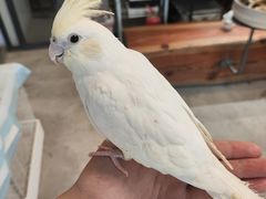 -吉丁鸟咖·异宠·寄养