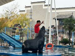 -芜湖新华联大白鲸海洋公园