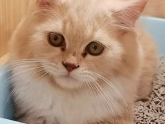 -屋虎猫馆(宝安大仟里店)