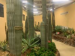 -正佳雨林生态植物园