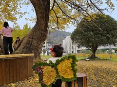 -千年银杏谷文化旅游区