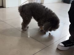 -佳雯宠物医院·皮肤科·内外科(春晓路分院)