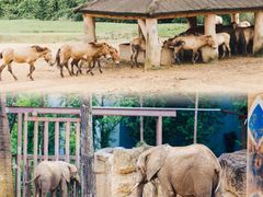 -杭州野生动物世界