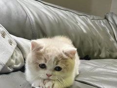 -欣宠猫屋·矮脚拿破仑·蓝金金渐层