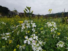 -红山村