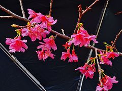 -天适樱花悠乐园