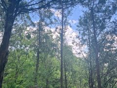 -阳台山自然风景区