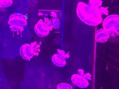 -多彩贵州城极地海洋世界