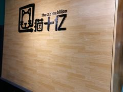 -猫十亿·布偶金渐层·曼基康矮脚猫舍(青年路店)