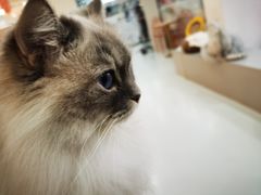 -糯米喵星人·撸猫猫舍咖啡馆(西市场嘉华店)