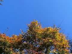 -庐山风景区花径公园