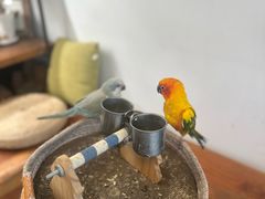 -吉丁鸟咖·异宠·寄养