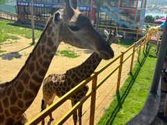 -西霞口神雕山野生动物世界