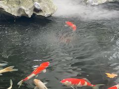 -鲤院·新中式美学·庭院餐厅(夫子庙店)