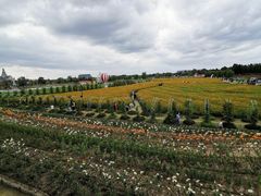 -荷兰花海