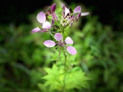 -南国桃园旅游度假区