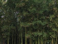-柳侯公园