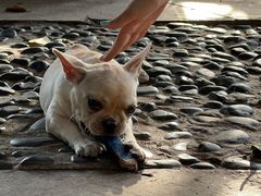 -柴犬高等学院·狗咖·柴犬售卖·宠物训练