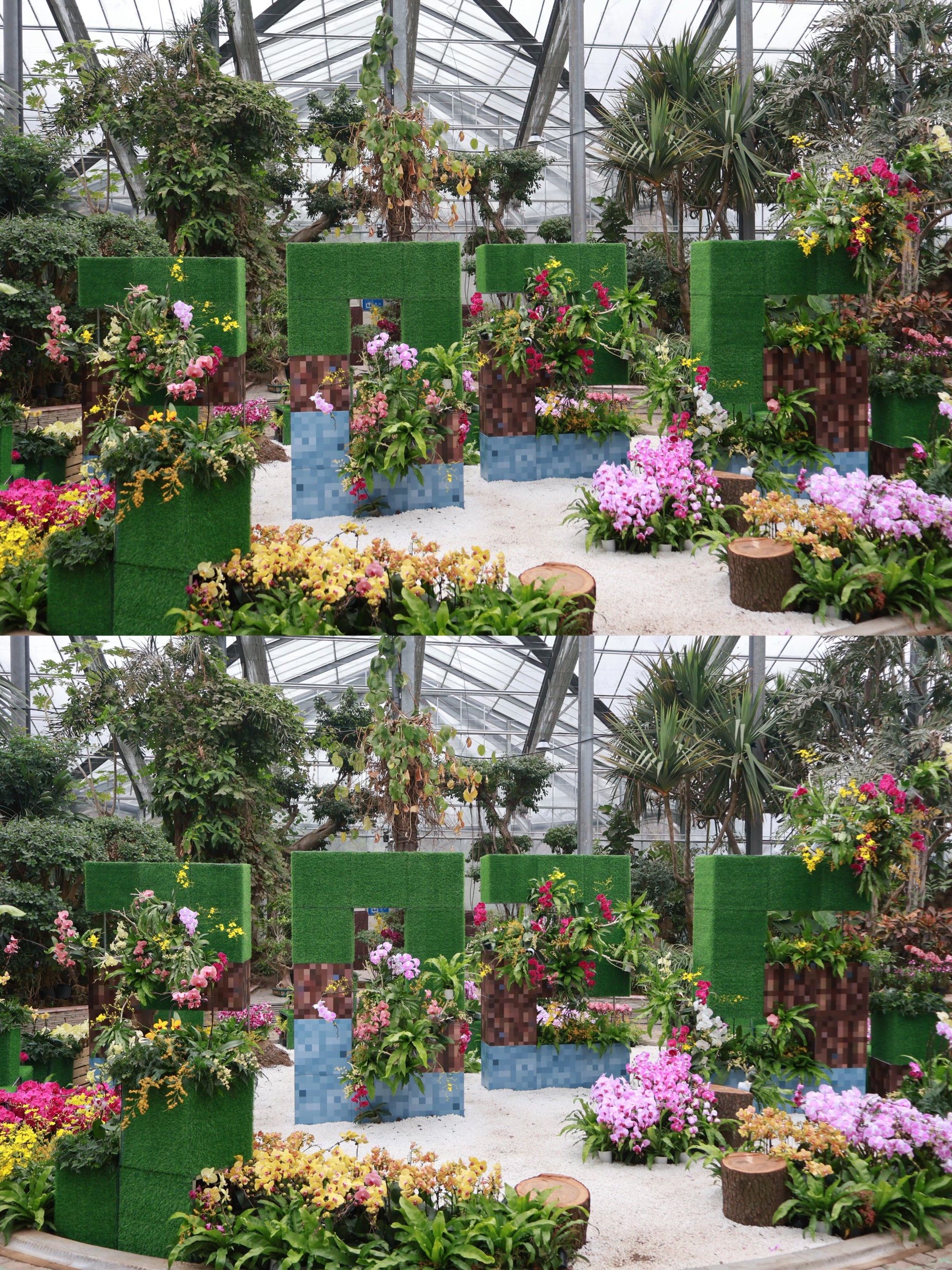 武汉植物园🪷室内兰花展巨巨巨美!