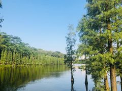 -三水森林公园