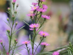 -深圳市中科院仙湖植物园