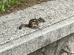 -东北大学(南湖校区)