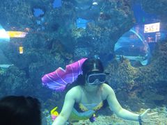-芜湖新华联大白鲸海洋公园