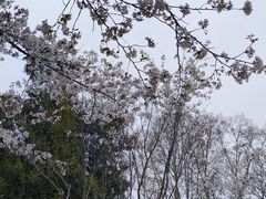 -武汉大学-樱园