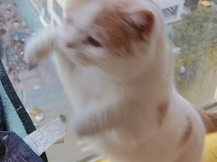 -猫在这儿猫咪咖啡馆·撸猫馆