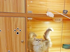 -猫十亿·布偶金渐层·曼基康矮脚猫舍(青年路店)
