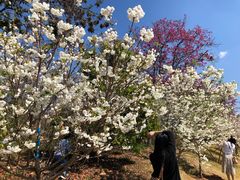 -天适樱花悠乐园