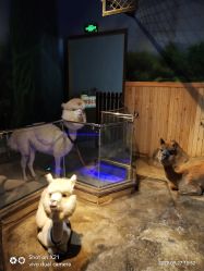 -未来动物城动物主题公园(大悦城店)