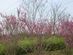 -九里河湿地公园
