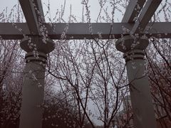 -桃花堤公园
