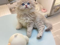 -lincat·猫舍(广州店)