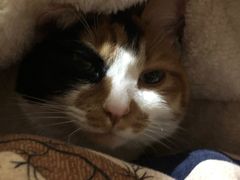 -艾贝尔宠物诊疗