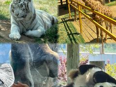 -西霞口神雕山野生动物世界