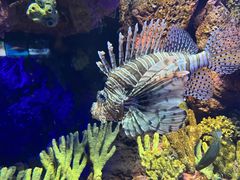 -上海海洋水族馆