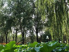 -东郊湿地公园