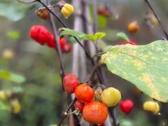 -龙吟九品(青龙山庄店)