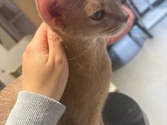 -琪喵猫屋·撸猫猫咖·猫舍