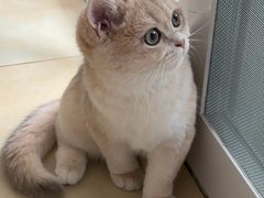 -御宝贝·A梦猫科宠物医院(国际猫友好医院)
