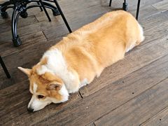 -肥朵食堂(带梦胡同店)