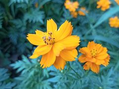 -大宁郁金香公园-停车场