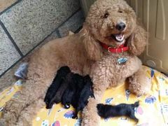 -Oh My Dog宠物沙龙(伊珊娜皮毛护理店)