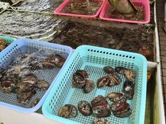 -大湾区中央湿地公园-十九涌